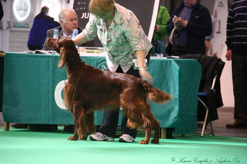 Crufts2011 529.jpg